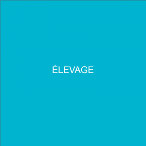 Elevage