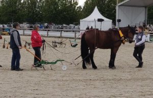 Bilan du salon de l’élevage de Cournon 2021