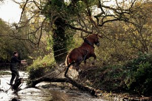 La SFET lance une grande enquête auprès de tous les débardeurs au cheval