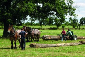 Cartographie des débardeurs au cheval en France