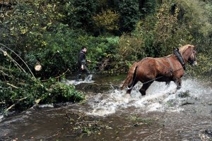 Cartographie des débardeurs au cheval en France