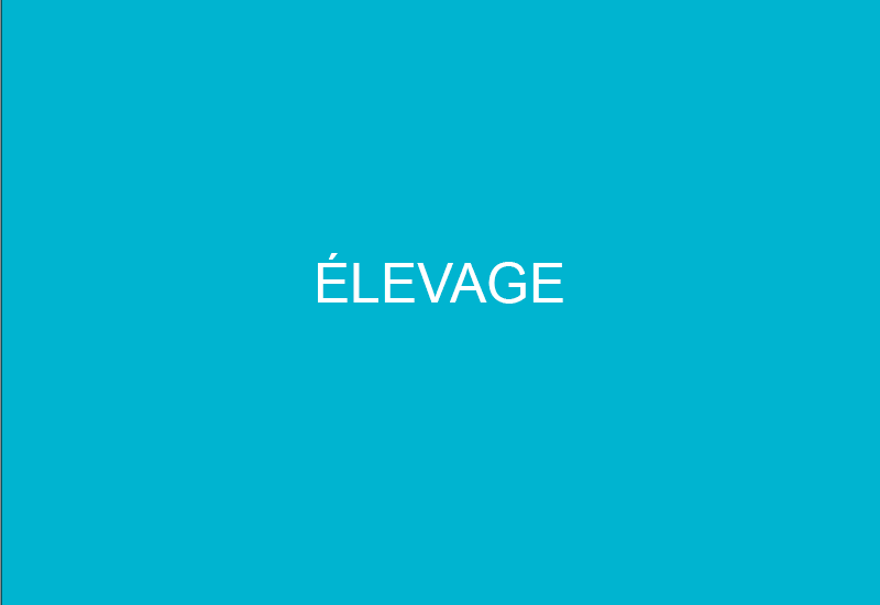 Elevage