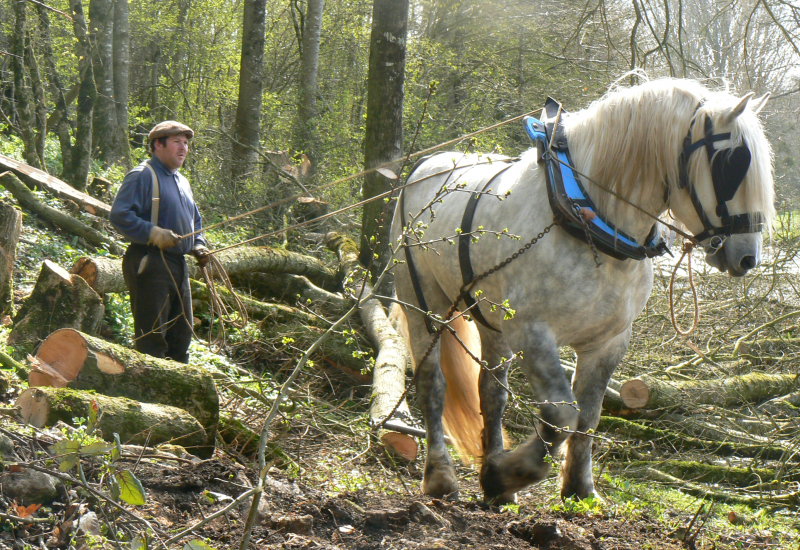 MON CHEVAL ET MOI