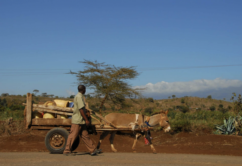 Les animaux de travail, atouts pour une planète durable selon l'ONU