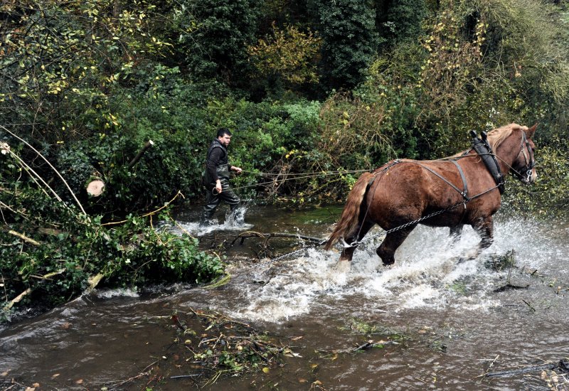 Cartographie des débardeurs au cheval en France