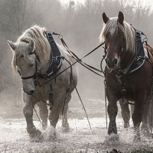 Équilandes Les Traits du Val de Loire