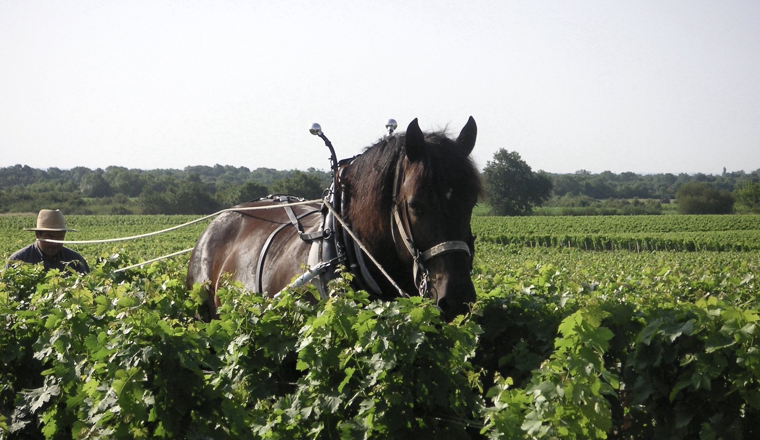 France Énergie Animale