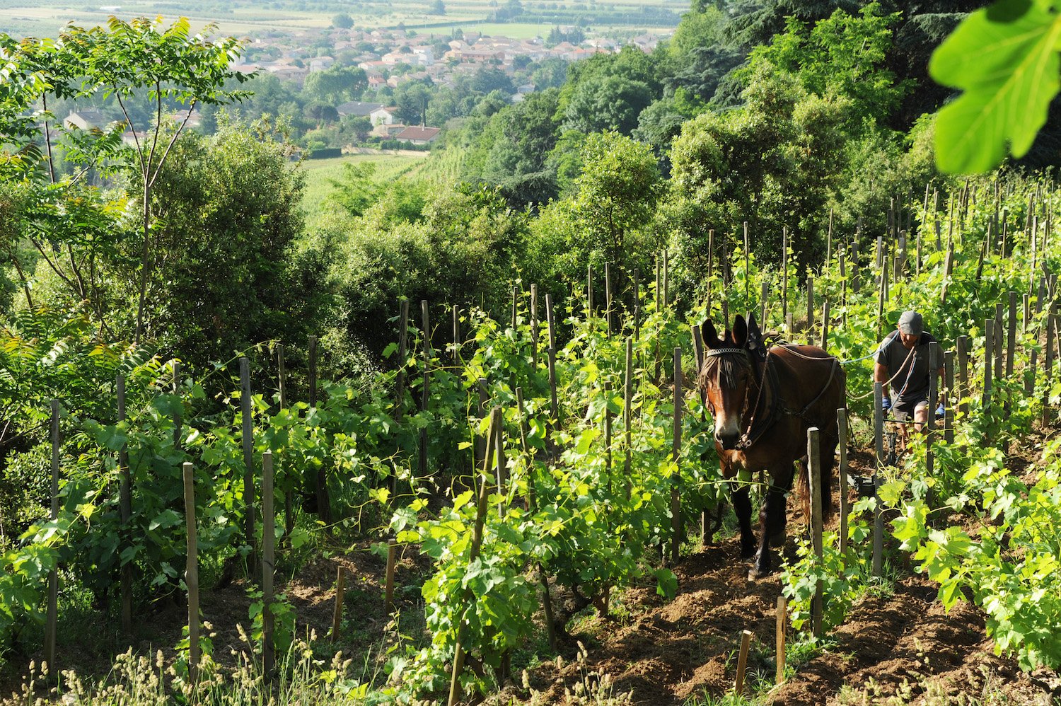 France Énergie Animale